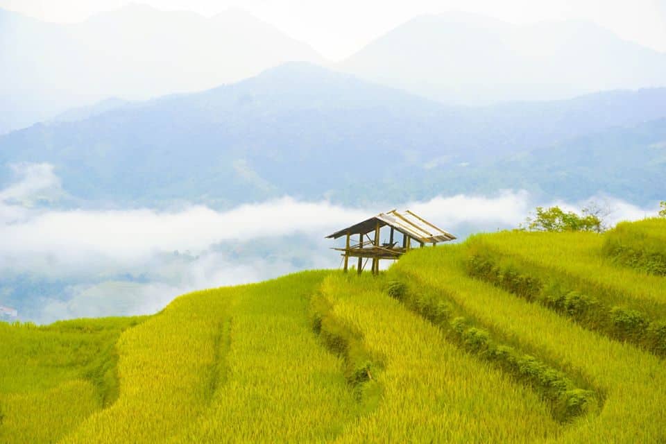 Rice terraces, Easy Riders Vietnam