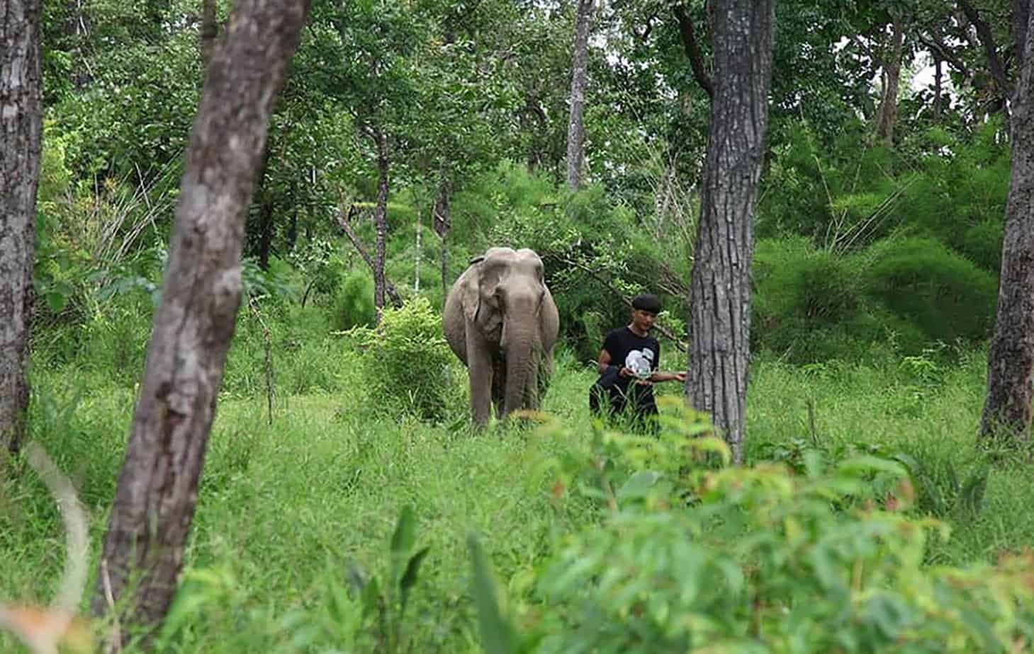 Yok Don National Park