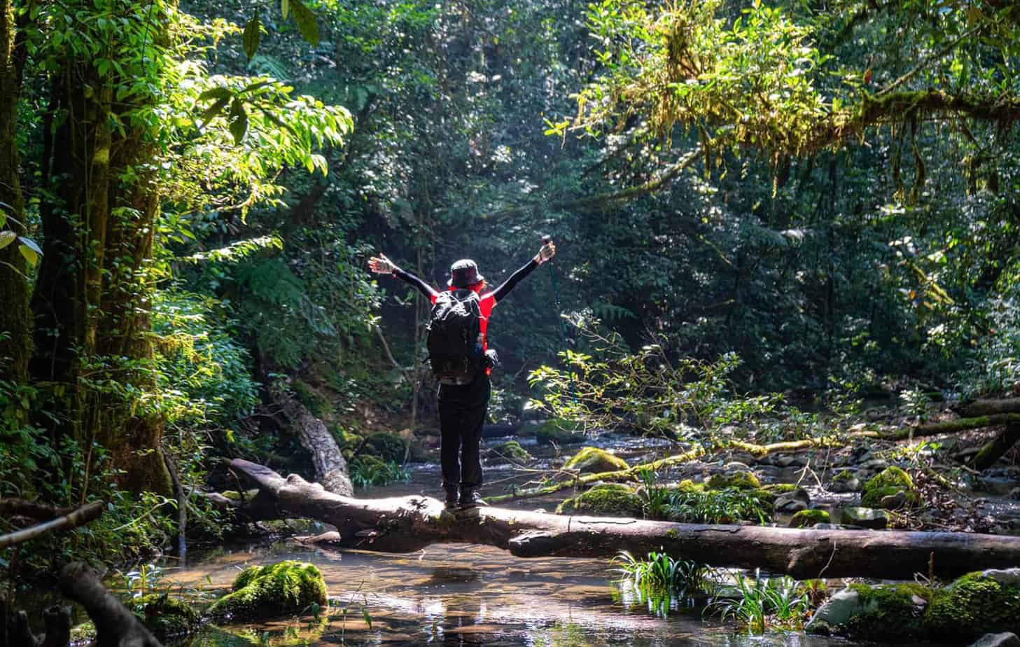 Best things to do in the Central Highlands of Vietnam - Trekking through the national park