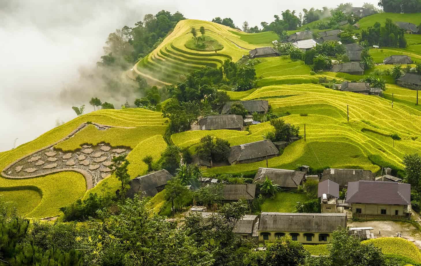 Hoang Su Phi Rice Fields
