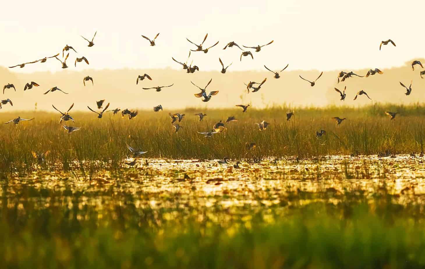 Best Things to Do in the Mekong Delta - Discover Tram Chim National Park