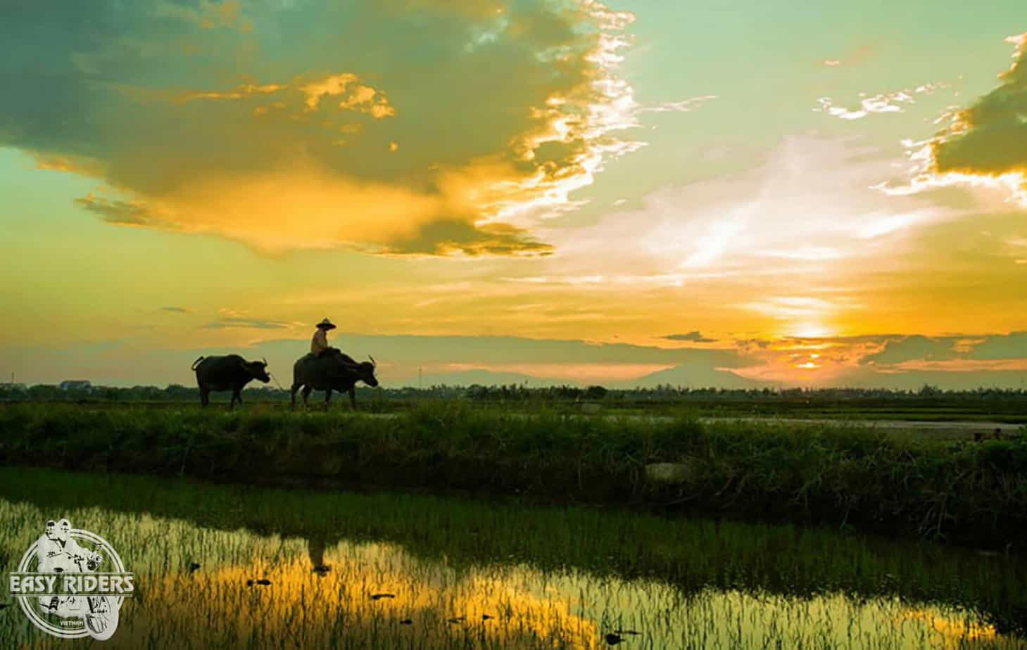 Most beautiful rice fiends in Vietnam - Hoi An