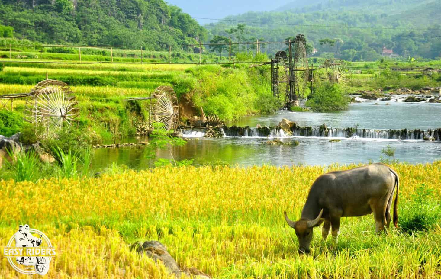 Pu Luong rice fields