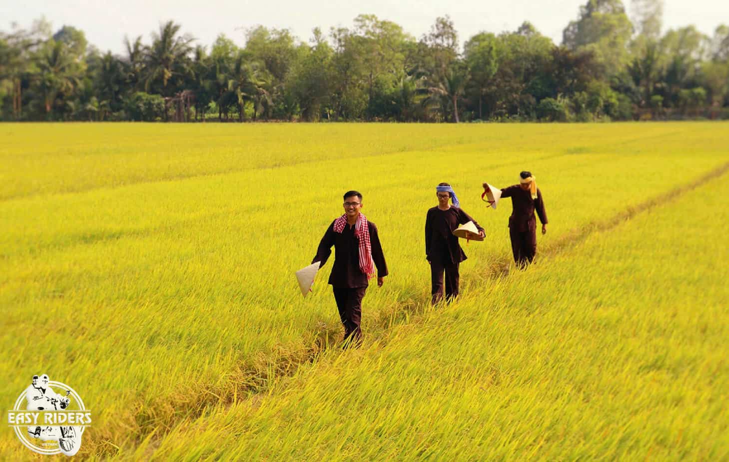Mekong Delta's rice fields