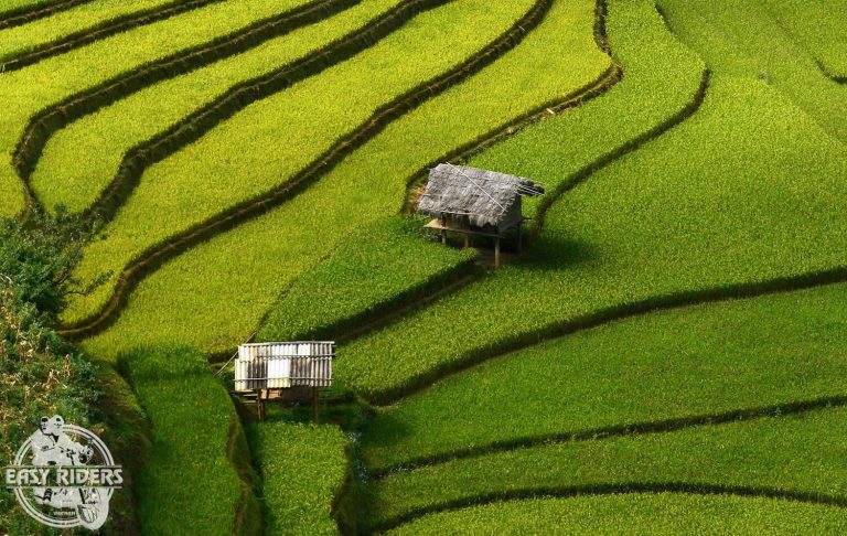 Top 12 Most Beautiful Rice Fields in Vietnam - Easy Riders Vietnam