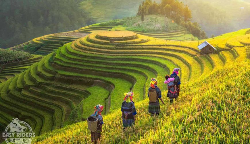 Beautiful Rice Fields in Vietnam