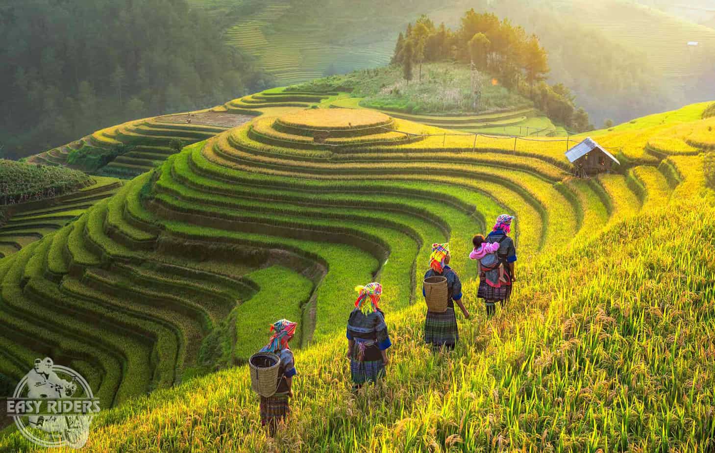 Beautiful Rice Fields in Vietnam